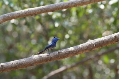 Close-up of bird perching on branch