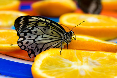 Close-up of butterfly on yellow flower