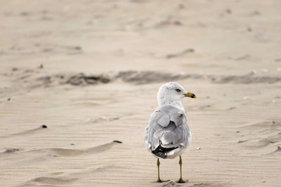 Close-up of bird perching on sand at beach