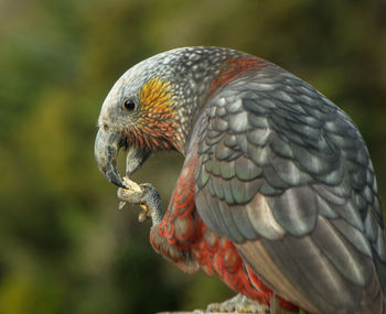 Close-up of parrot perching