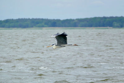 Seagull flying over a sea