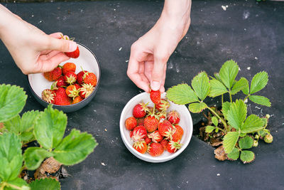 Two girls picking ripe strawberries into bowls on a bed in the garden
