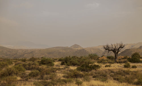 Scenic view of landscape of dead olive tree in tarbenas desert, almeria, spain, against sky