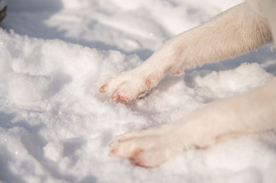 Close-up of dog on snow covered field