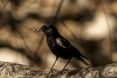 Close-up of bird with prey perching on tree trunk