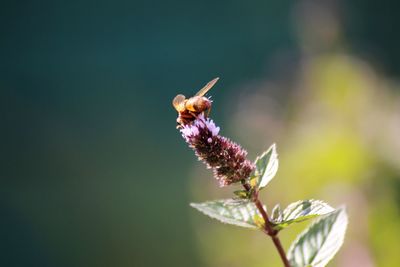 Close-up of insect on purple flower