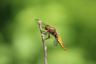 Close-up of insect on plant