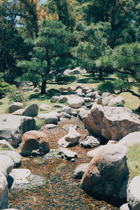 Stream flowing through forest