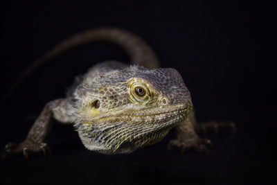 Close-up of lizard on black background