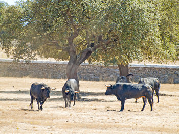 Horses on tree