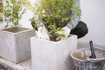 Close-up of potted plant