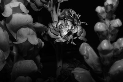 Close-up of roses blooming outdoors