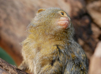Close-up of a monkey