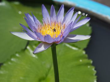 Close-up of purple lotus water lily in pond