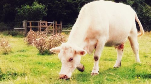 Cow grazing on field