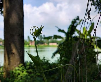 Close-up of plant growing on field against sky