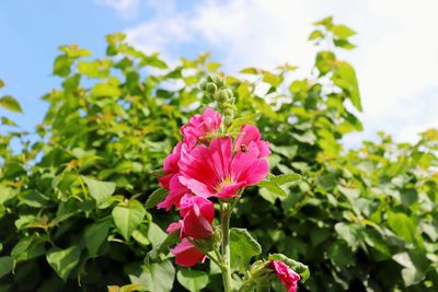 Close-up of pink flowering plant