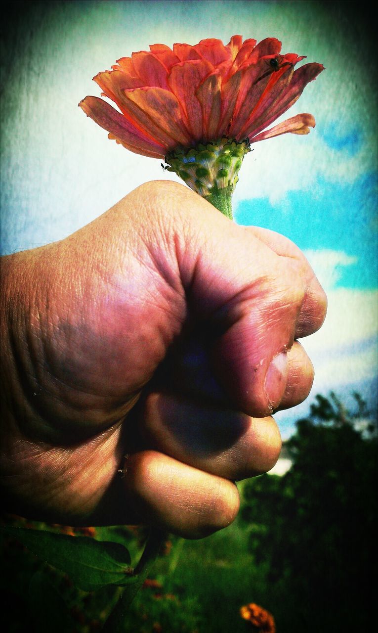 person, close-up, part of, fragility, human finger, holding, flower, cropped, red, auto post production filter, transfer print, petal, focus on foreground, single flower, nature, flower head, freshness