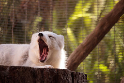 Arctic fox vulpes lagopus has brown fur in the warmer months and white fur in the winter