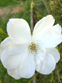 Close-up of white flower blooming outdoors