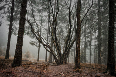 Bare trees in forest