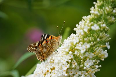 Close-up of butterfly pollinating on flower