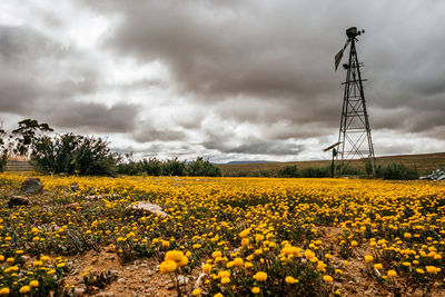 View of yellow flowers on field against cloudy sky