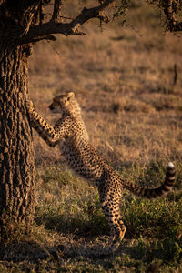 Cheetah climbing on tree