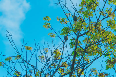 Low angle view of tree against blue sky