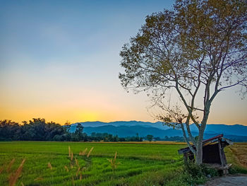 Scenic view of field against sky during sunset