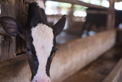 Close-up portrait of goat