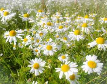 Close-up of fresh white daisies blooming in field