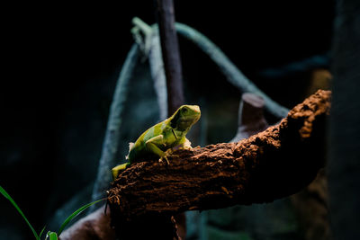 Close-up of lizard on tree
