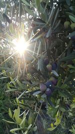 Close-up of leaves on tree