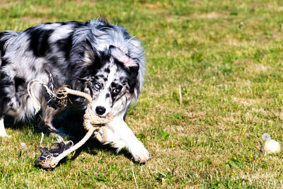 Close-up of a dog on field