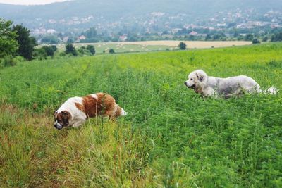 Dogs on field against sky