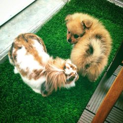 domestic animals