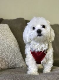 Close-up portrait of white dog at home