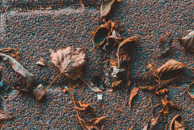 Close-up of dry autumn leaf