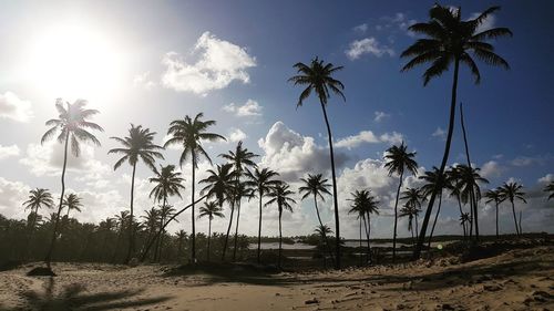 Palm trees on beach against sky