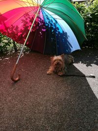 Dog seen through wet glass