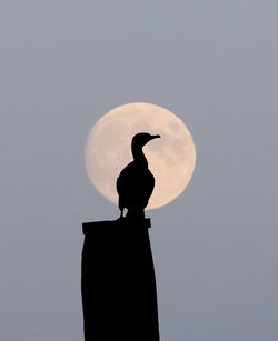 Low angle view of silhouette bird against sky