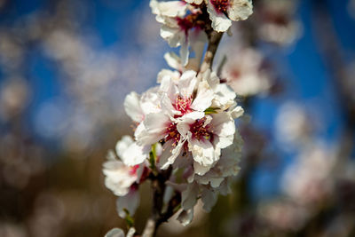 Close-up of white cherry blossom tree