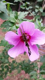 Close-up of butterfly on pink flower