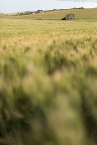 Scenic view of agricultural field