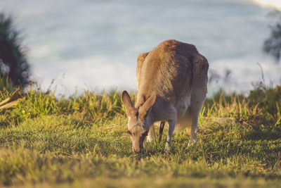 Kangaroo grazing in a field