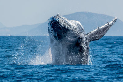 Whale swimming in sea against sky