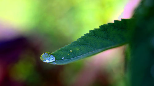 Close-up of water drops on leaf