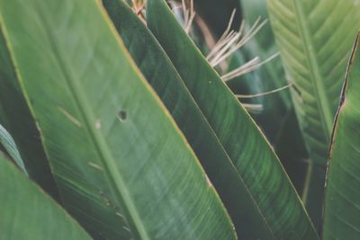 Close-up of leaf on plant