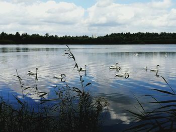 Birds flying over lake